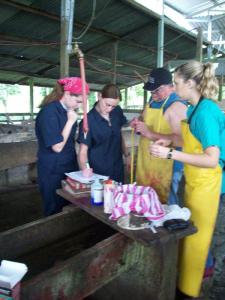 At the Dairy Farm, Veterinary Abroad Educational Program